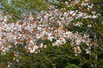 yamazakura