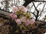 sakura.jpg