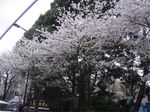 yasukuni.jpg